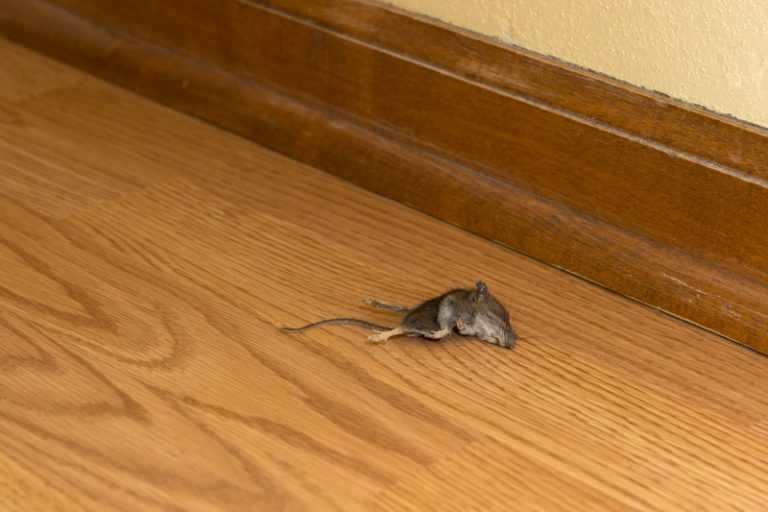 К чему в частном доме, квартире, на даче появляются мыши: народные приметы. найти дохлую мышь, скребется мышь, укусила, перебежала дорогу: примета, что означает?