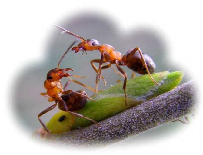 Приснились муравьи: что значит по соннику?