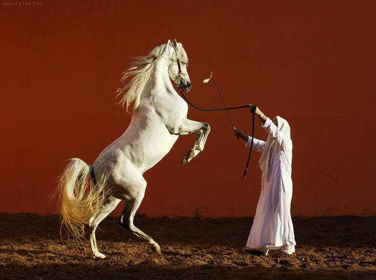 Сонник: белые лошади к чему приснилась белая лошадь во сне приснилась