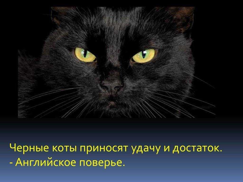 Отчего принести. Чёрный кот. Черная кошка суеверие. Черный кот суеверия. Черная кошка на удачу.