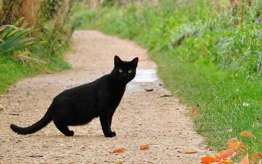 Черная кошка перебежала дорогу – примета, к чему перешла справа налево