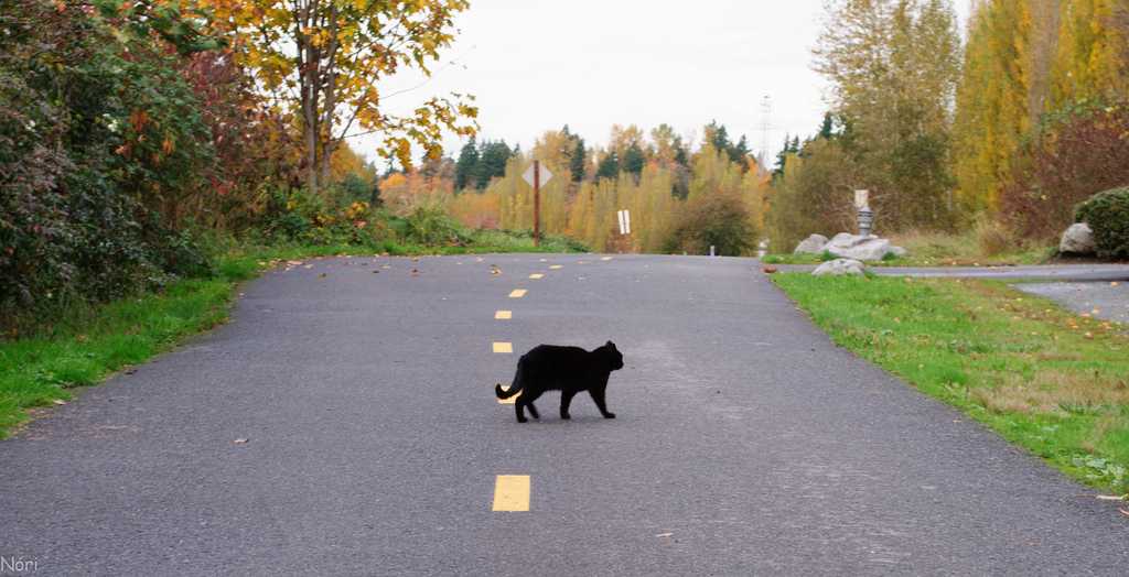 Черная кошка перебежала дорогу: приметы про котов цвета тьмы