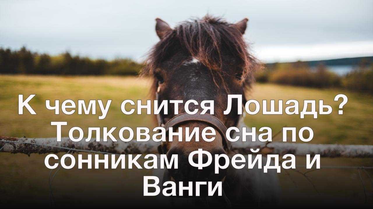 Сонник: к чему снится во сне лошадь? :: syl.ru