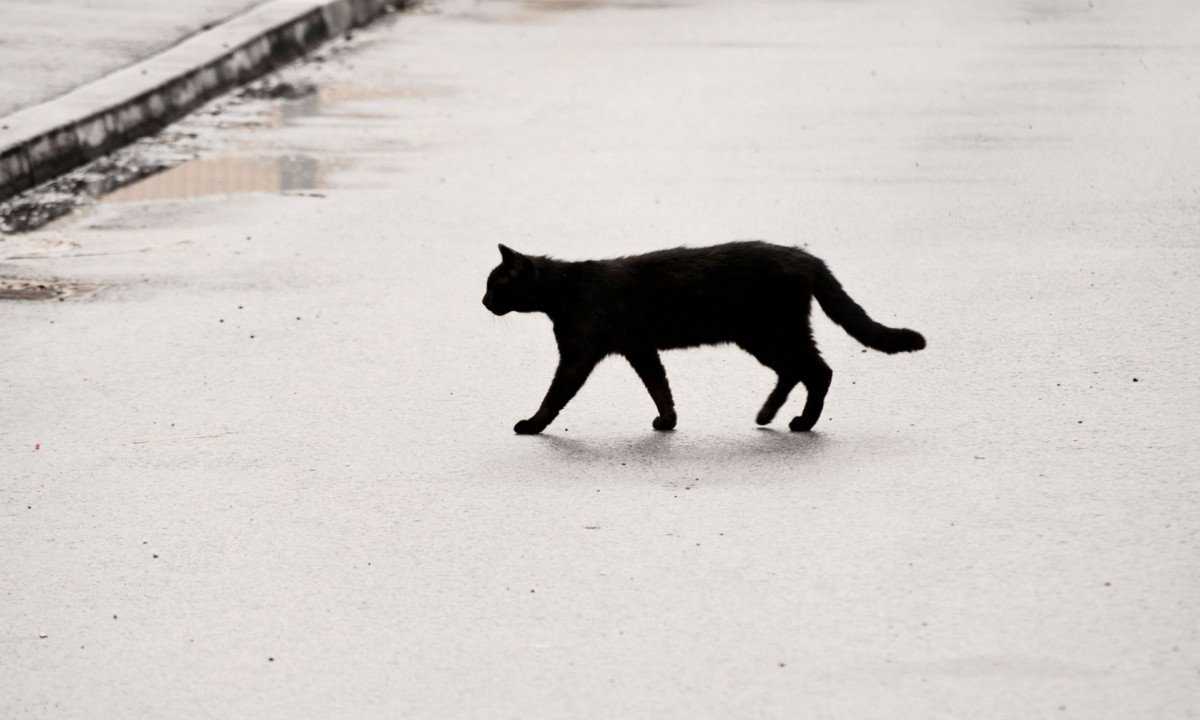 Черная кошка перебежала дорогу: слева направо, примета, что будет