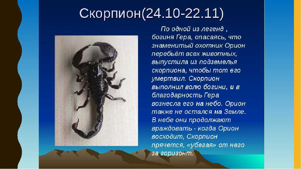 К чему снится черный скорпион: маленький, большой, жалящий, убегающий, в доме, банке, кусает, нападает, дерется, ловить, убить