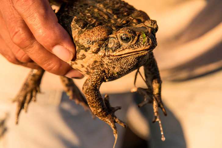 Толкования сонника - к чему может сниться большая жаба, лягушка