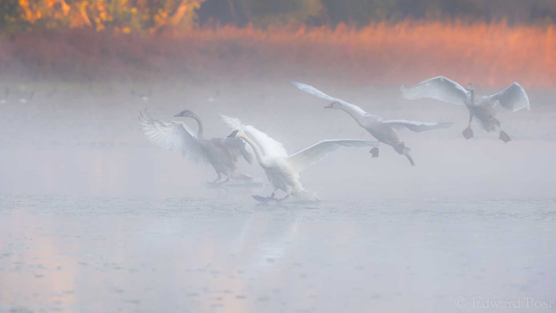 Что означает сон про белых лебедей — 34 точных толкования