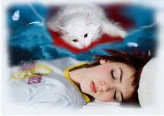 К чему снится кошка с котятами?