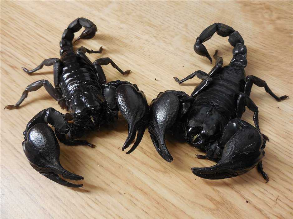 Сонник: снится черный скорпион в доме - к чему видеть их много во сне?