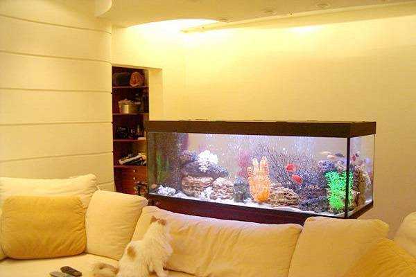 Аквариум по фен-шуй в квартире: выбор рыбок и куда поставить