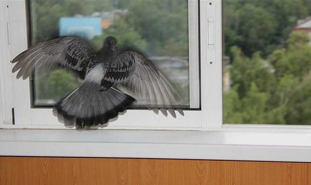 Что значит по приметам, если голубь ударяется в окно