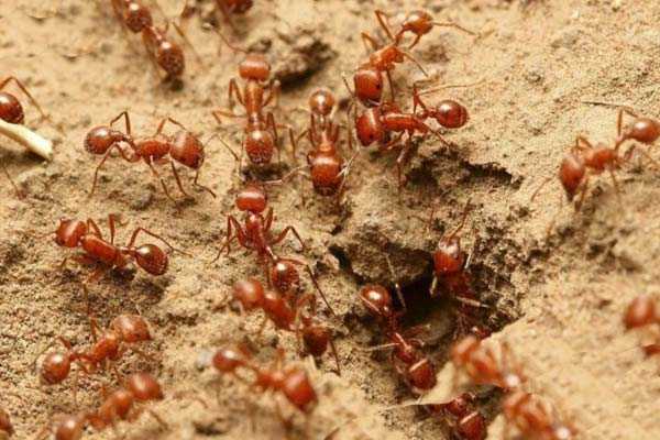 К чему снятся муравьи — 42 значения сон