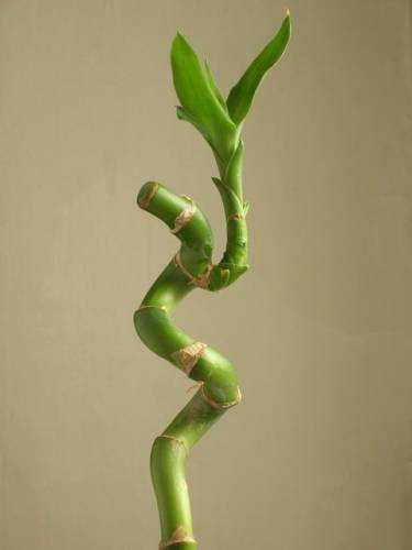 Бамбук - символ стойкости, долголетия, счастья