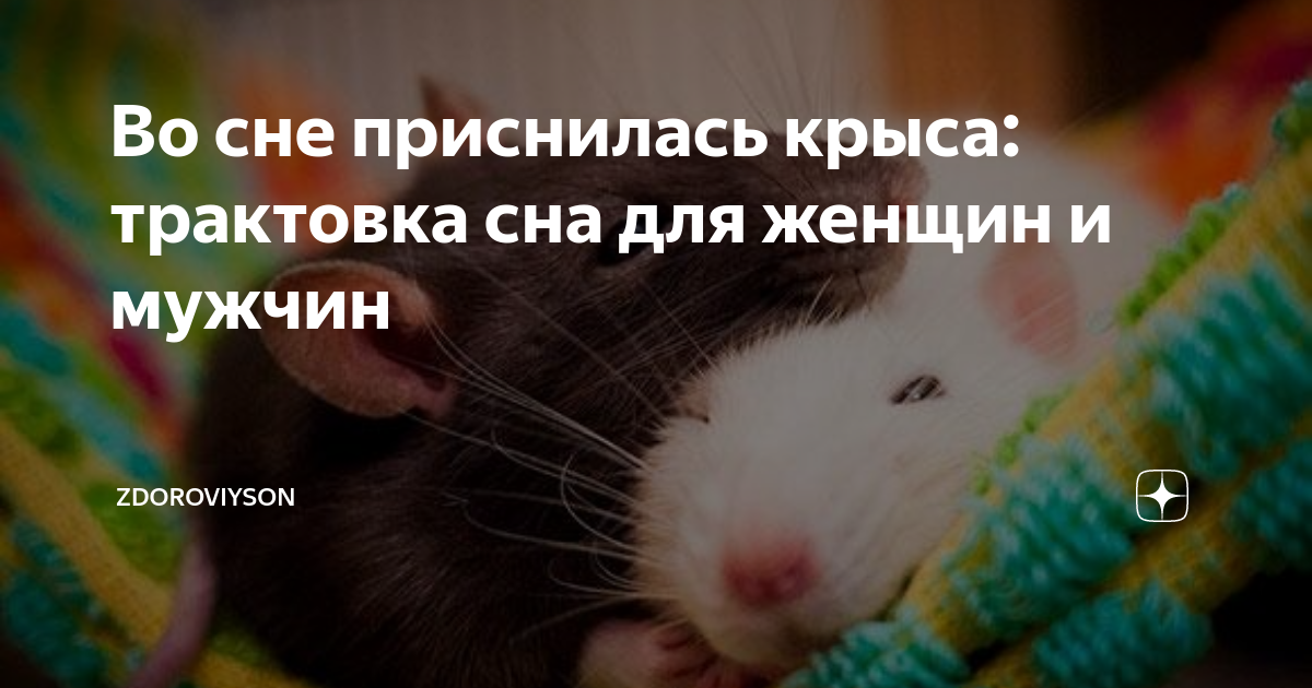 Сонник крыса к чему снится во сне? видеть крысу что означает?