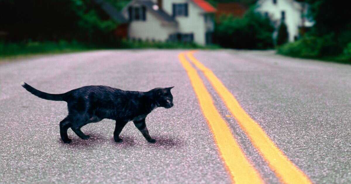 Черный кот в доме - приметы и народные суеверия