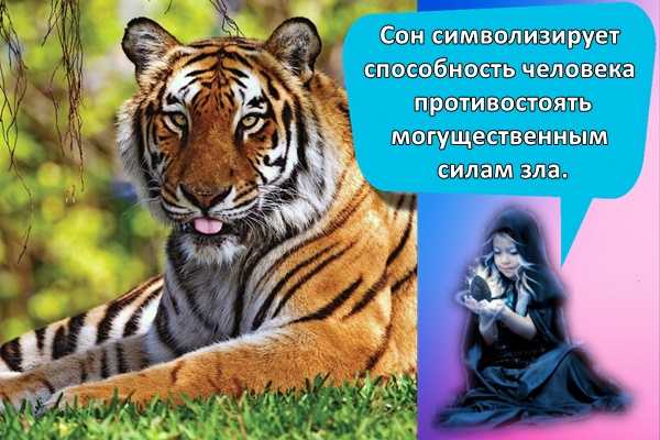 Сонник тигр к чему снится во сне? видеть тигра что означает?