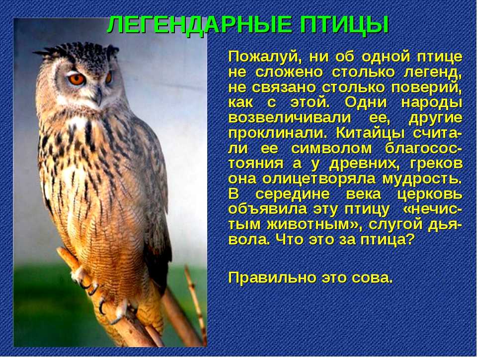 Приметы про птиц – опыт поколений  :: syl.ru