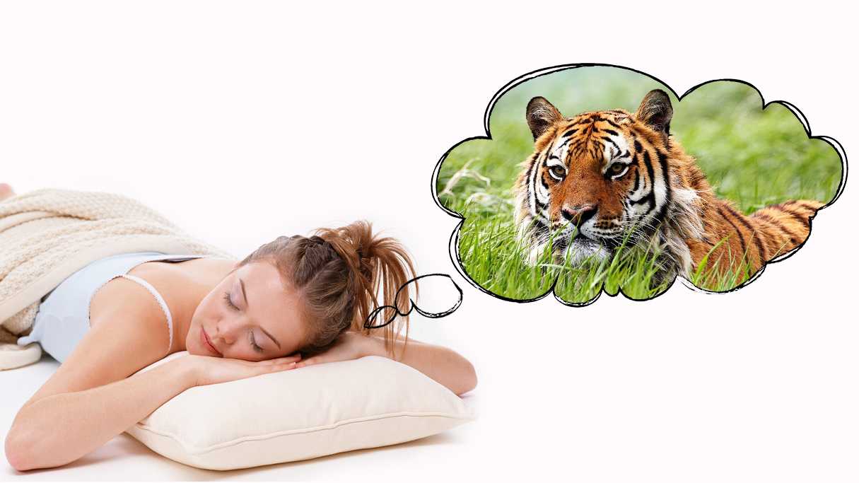 К чему снится тигр во сне для женщины: доброго, нападающего, в доме