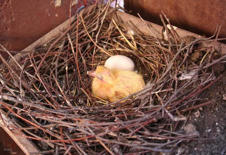 К чему снится гнездо: пустое, разорённое, с яйцами, с птенцами? основные толкования: к чему снится гнездо - автор екатерина данилова - журнал женское мнение