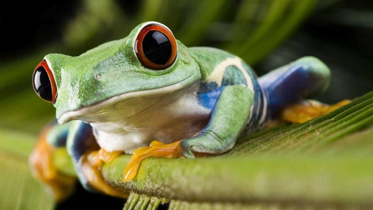 К чему снятся жабы или лягушки