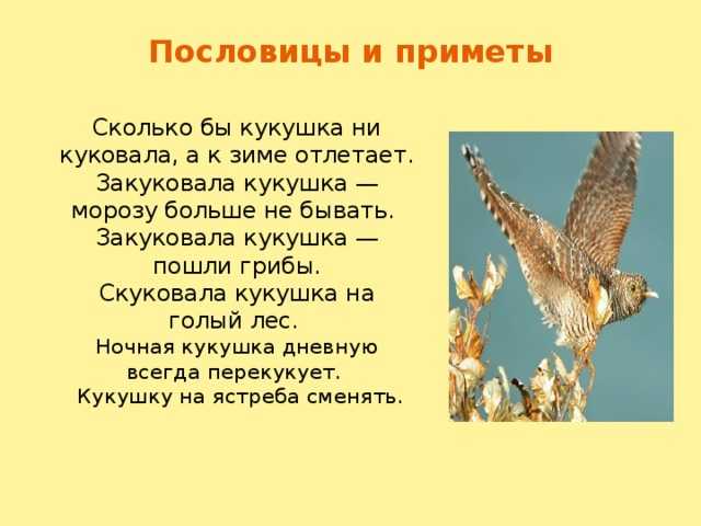 Птица ударилась в окно и улетела: хорошая или плохая примета?