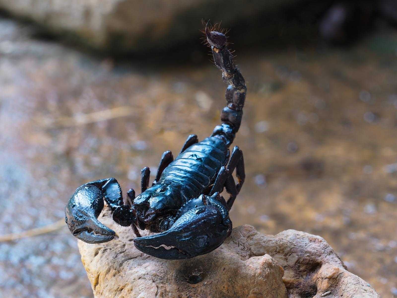 Скорпион: сонник. что значит, если во сне укусил черный или белый скорпион.? сонник: убить скорпиона