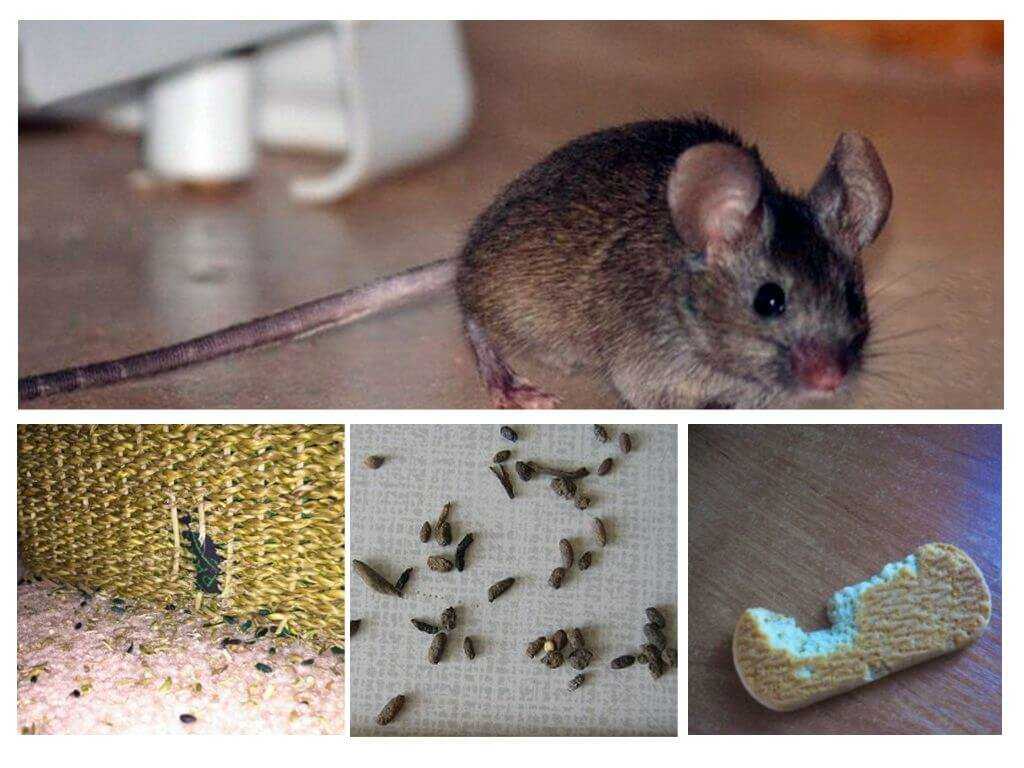 К чему появляется мышь в квартире: приметы и суеверия, и что делать если завелись грызуны