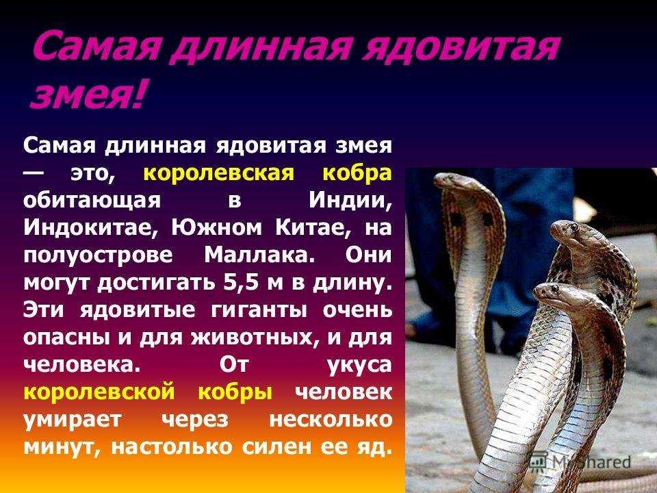 Cobra на русском. Королевская Кобра среда обитания. Королевская Кобра доклад. Доклад о змеи Королевская Кобра. Доклад о змеях.