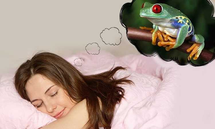 К чему снится жаба 🐸 во сне, сонник - лягушки, толкование сна