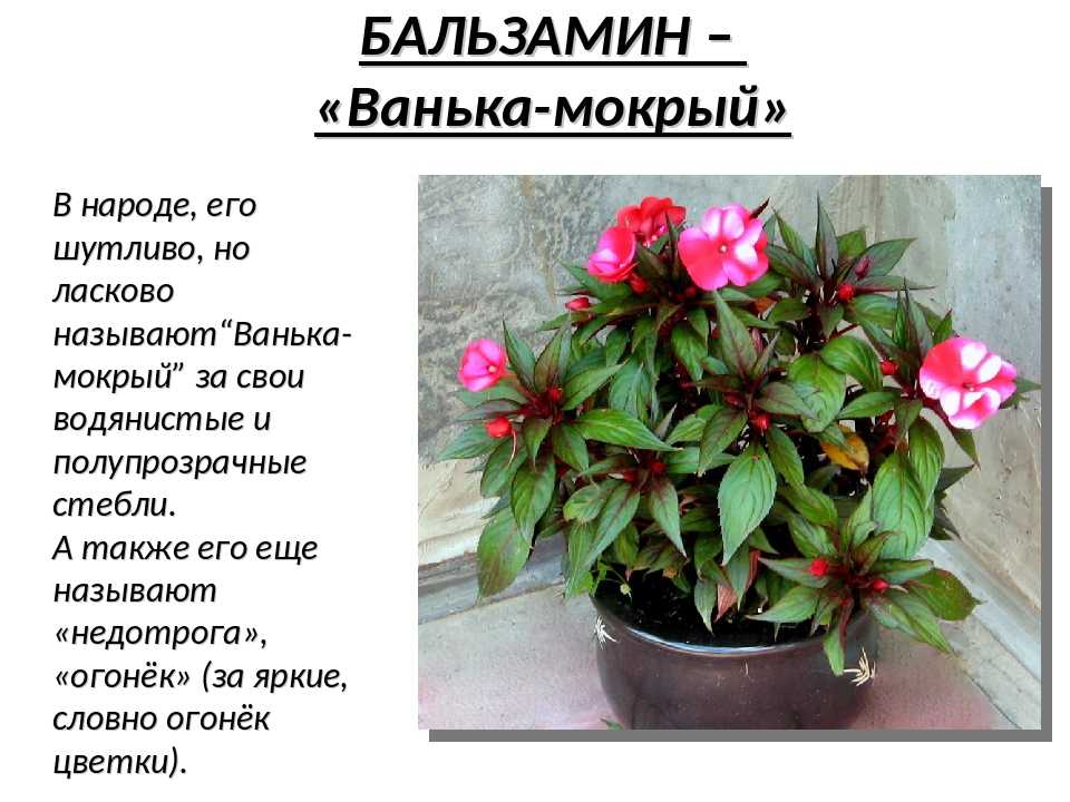 ✅ уход за комнатным цветком ванька мокрый - сад62.рф