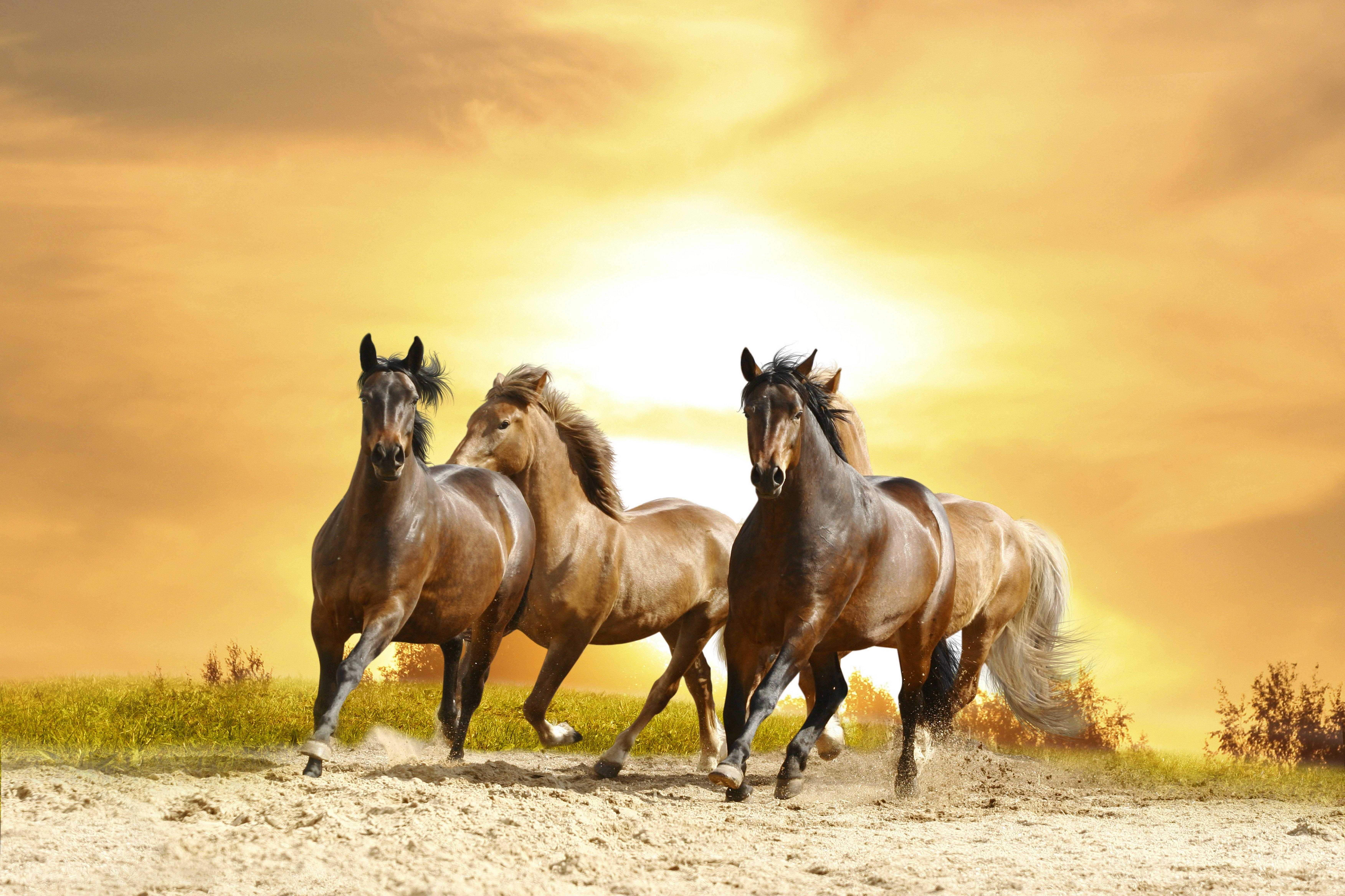Сонник табун лошадей. к чему снится табун лошадей видеть во сне - сонник дома солнца