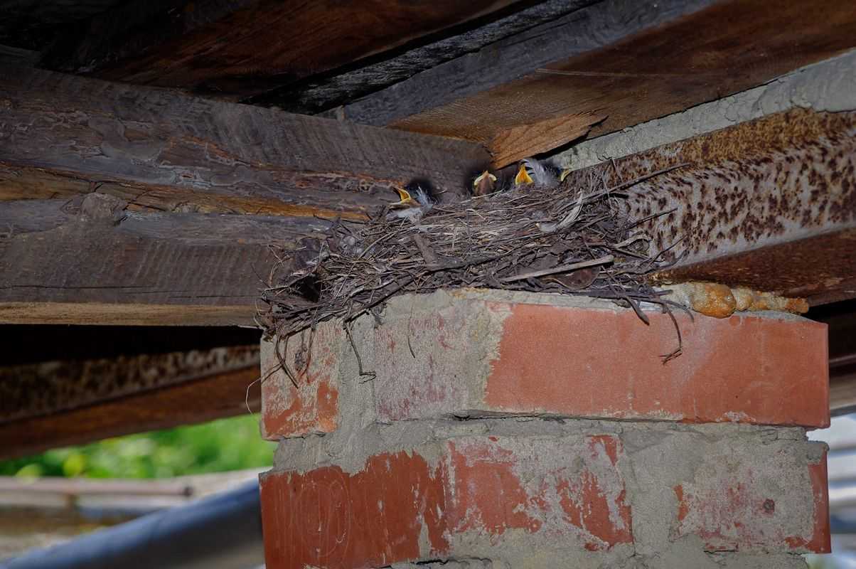 Гнезда птиц под крышей дома. Дрозд свил гнездо. Гнездо под крышей. Птичье гнездо под крышей. Птицы под крышами домов.
