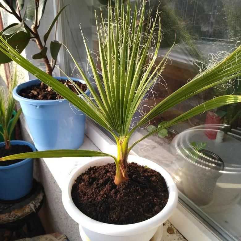 Пальма в доме: приметы и суеверия о растении хамедорея
