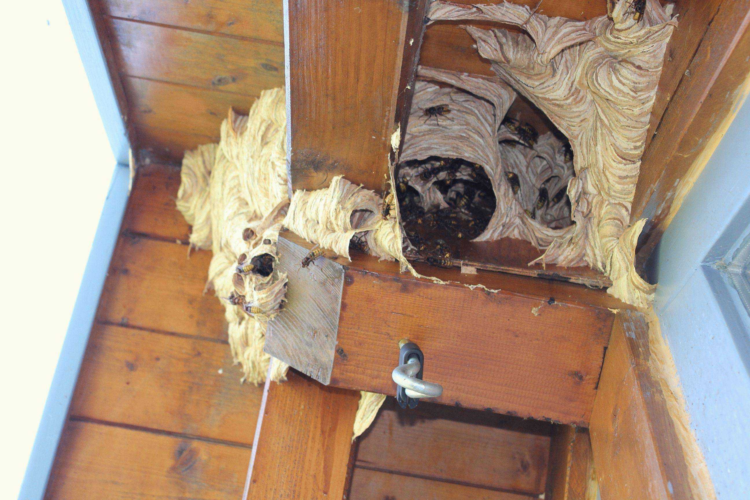 Что говорят приметы, если осы свили гнездо на балконе или в квартире