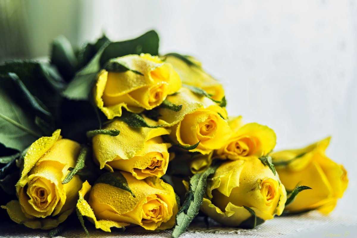 Желтые цветы: к чему дарят