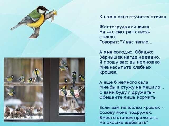 Что означает, если синица бьется в окно Просто так ли птица просится в дом или это явный знак О чем говорит примета Как правильно ее трактовать
