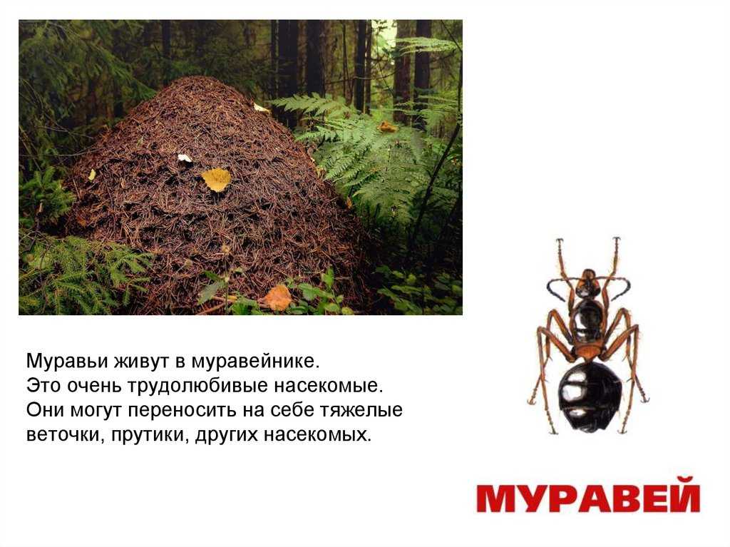 К чему снятся муравьи во сне женщине? сонник муравьи - rus-womens
