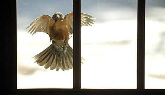 К чему птица бьется в окно: толкование народной приметы. птица бьется в стекло — к несчастью или нежданной радости