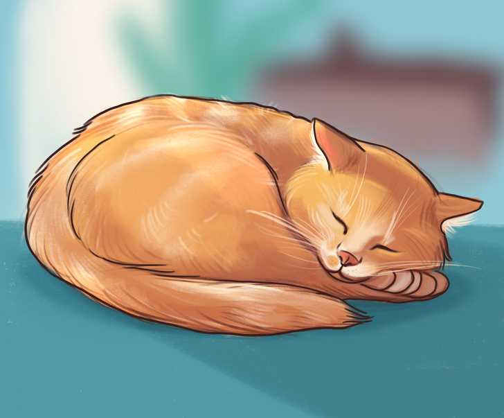Почему кошка спит у порога входной двери можно узнать из народных примет