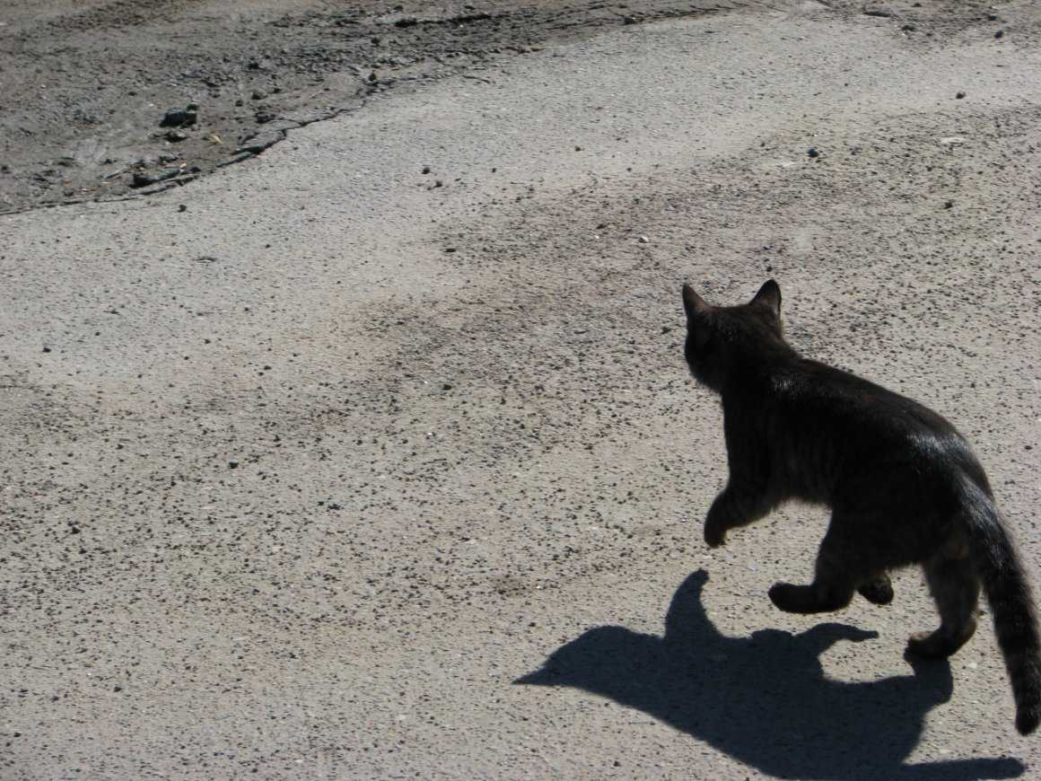Черная кошка перебежала дорогу: слева направо, примета, что будет