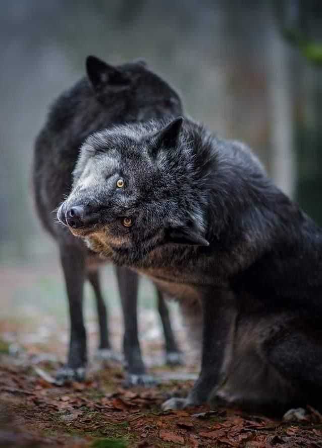 К чему снятся волки. сонник – толкование снов о волках