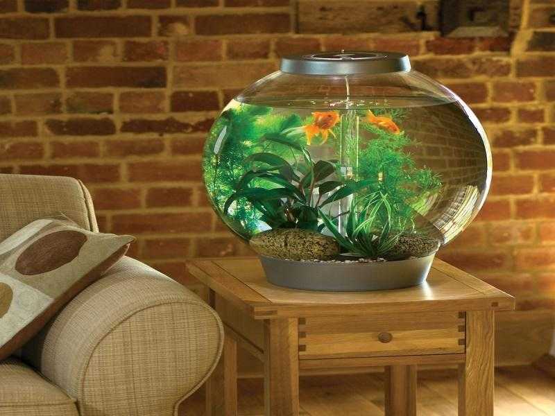 Куда поставить аквариум по фен-шуй?