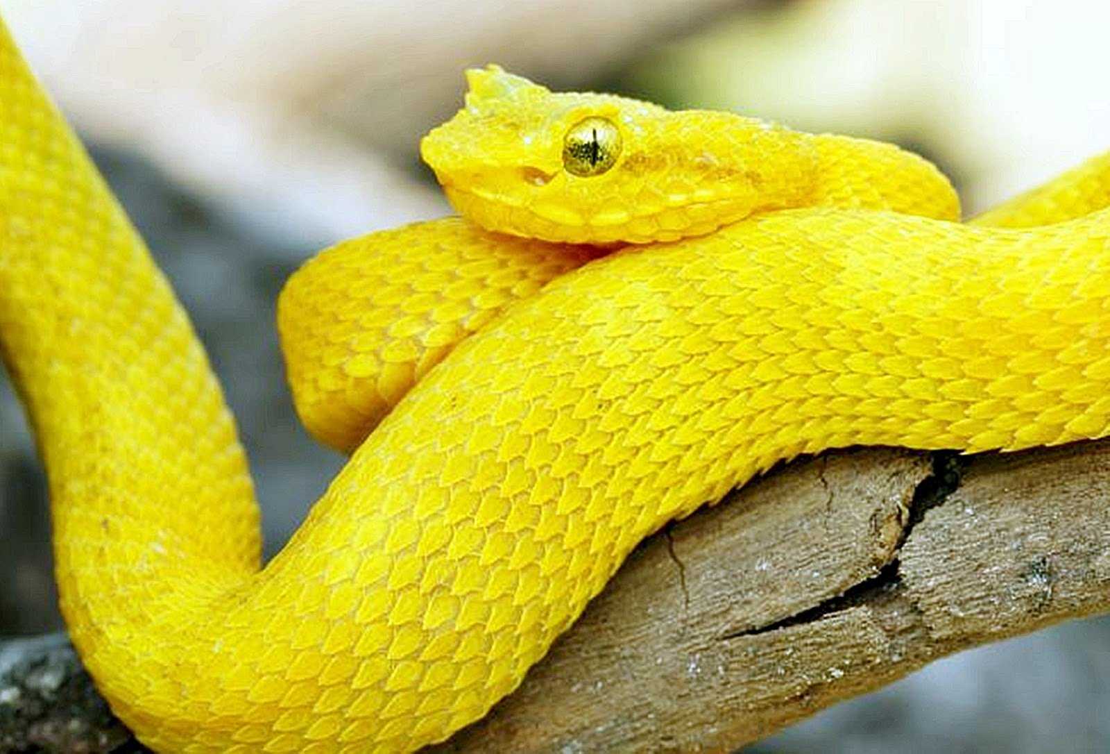 Желтый хвост у змеи
