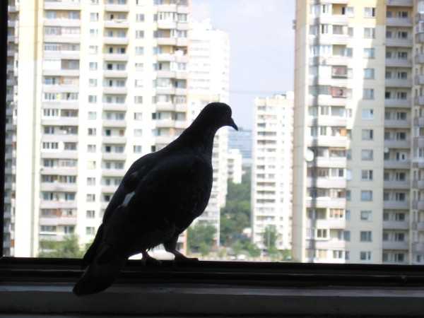 Приметы про голубей — толкование, что значит, если сел на подоконник