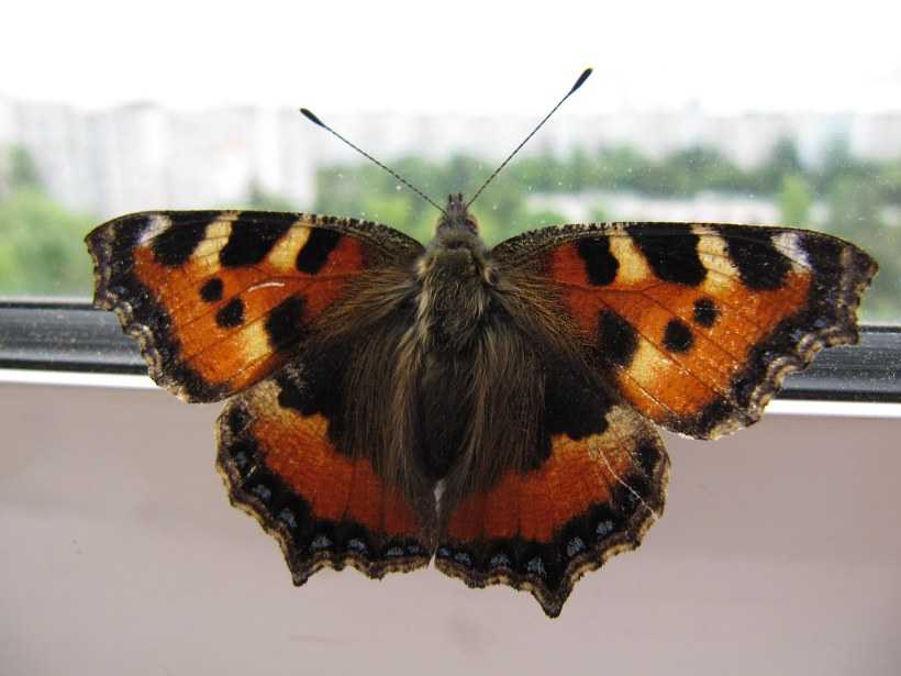 Бабочки влетают в дом. Залетела бабочка Шоколадница. Домашние бабочки. Дом бабочек. Бабочка крапивница.