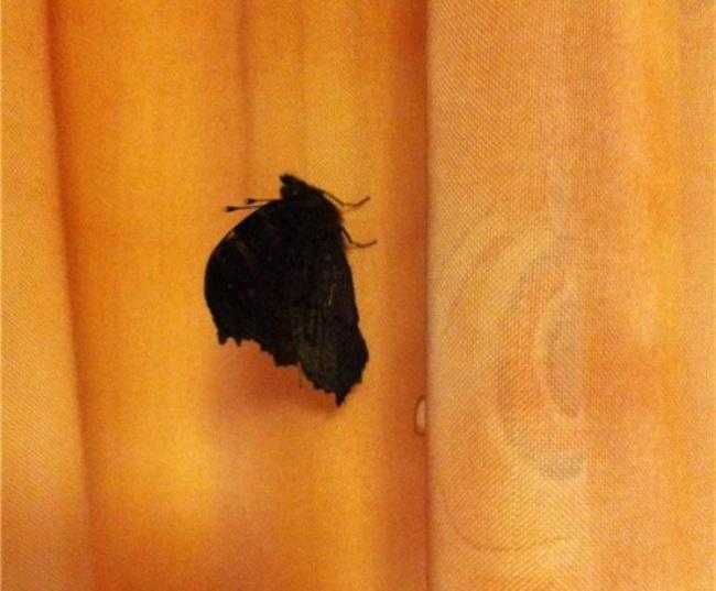 Бабочки влетают в дом. Бабочка залетела в дом. Черные бабочки залетают в квартиру. Чёрный мотылёк залетел в дом. Черный мотылек залетел в квартиру.