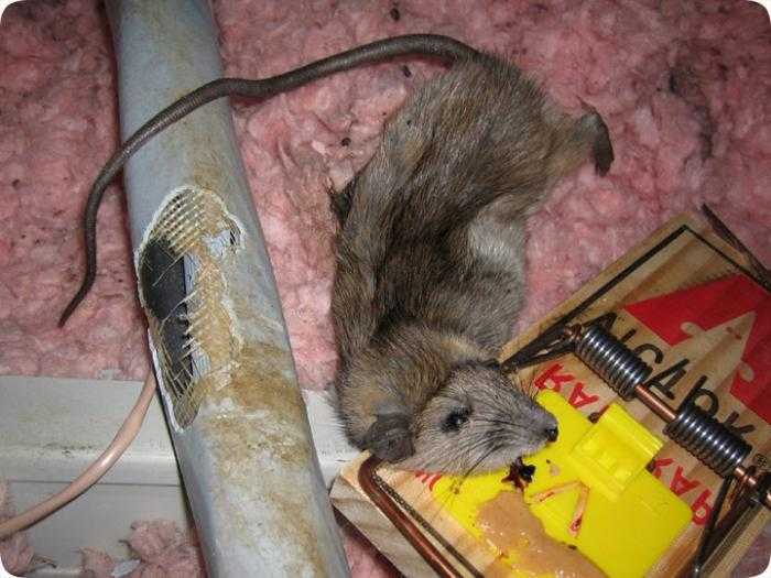 Приметы про мышей. что делать если в доме завелись мыши