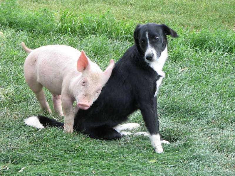 Свинья - гороскоп совместимости | совместимость свиньи в любовных отношениях