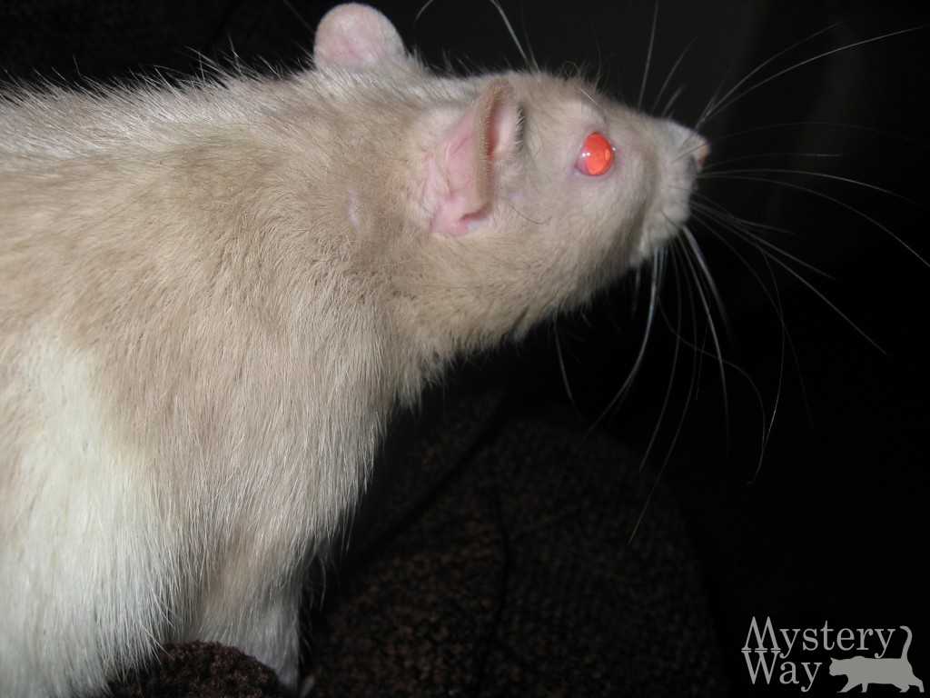 Сонник белая крыса к чему снится белая домашняя крыса, которая может кусать видеть во сне