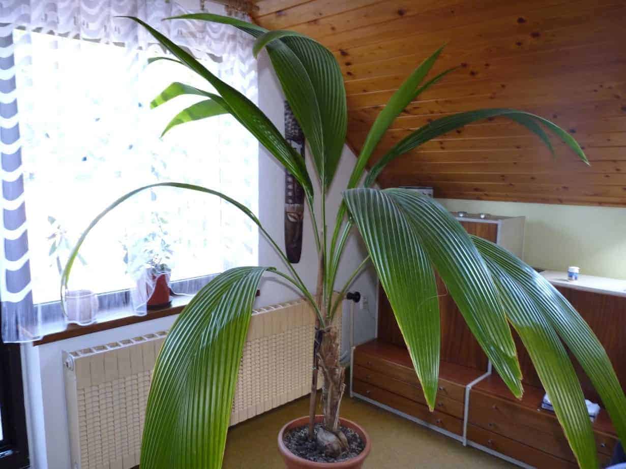Виды домашних пальм: народные приметы и суеверия - пальма в подарок